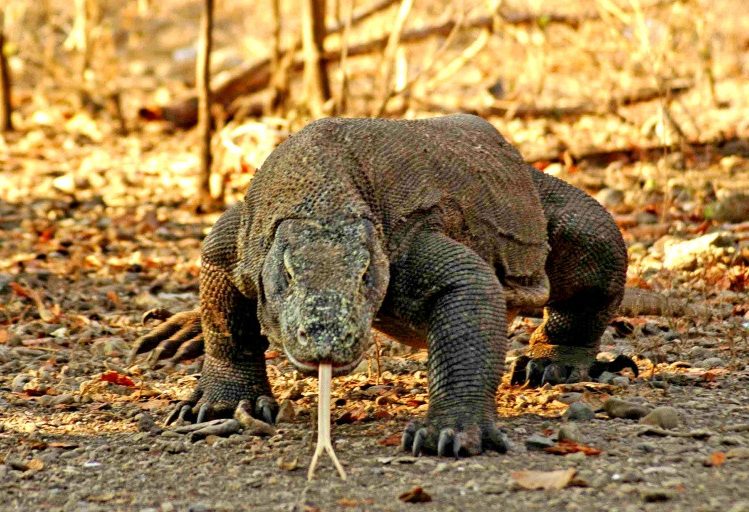 Komodo varaan in het Komodo National Park in Indonesie